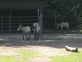 Zoo Cottbus 152